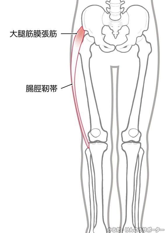 大腿筋膜張筋・腸脛靭帯