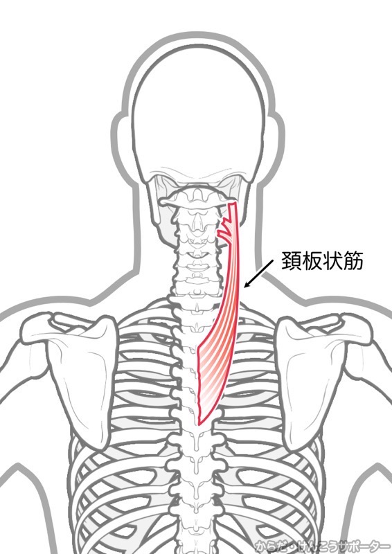 頚板状筋